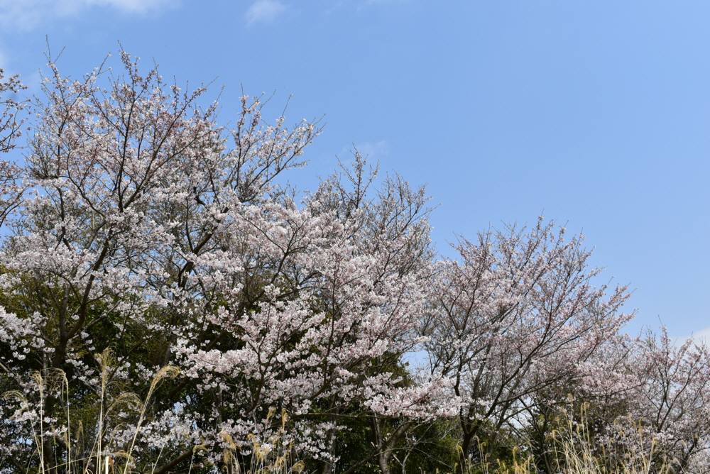 目配山と草場川の桜_f0212511_23033831.jpg