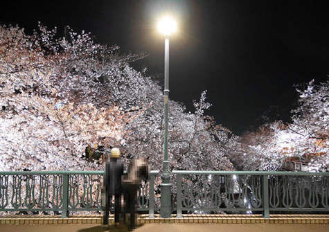 東京夜桜③_f0116012_0134283.jpg