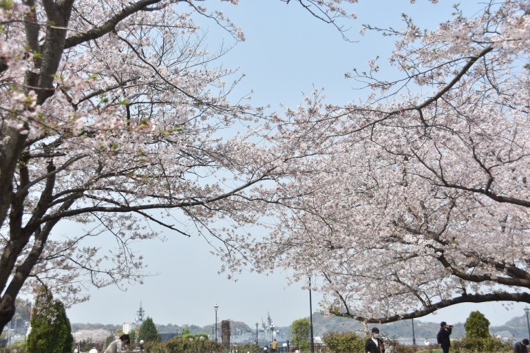 桜　2019　ヴェルニー公園　最終章_d0065116_21031525.jpg