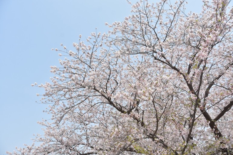 桜　2019　ヴェルニー公園　最終章_d0065116_21040412.jpg