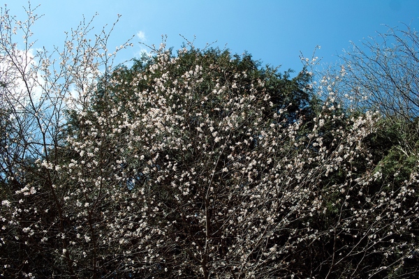 c0044819_7585892.jpg