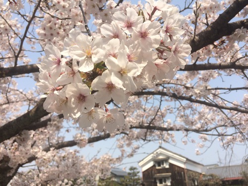 藤井眞吾コンサートシリーズ《春来 Spring》_e0103327_11164186.jpg