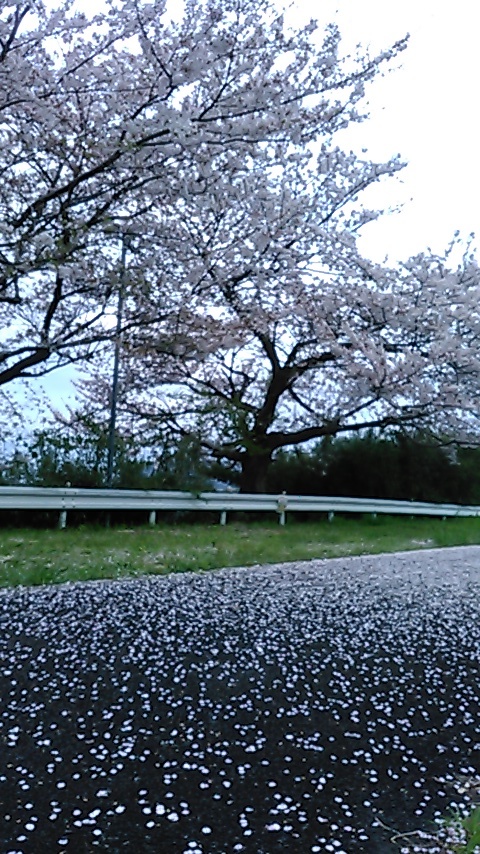花絨毯 どうも季語には無い様だ 私の神話 湘南の風