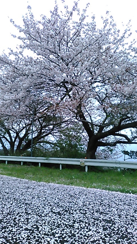 花絨毯 どうも季語には無い様だ 私の神話 湘南の風