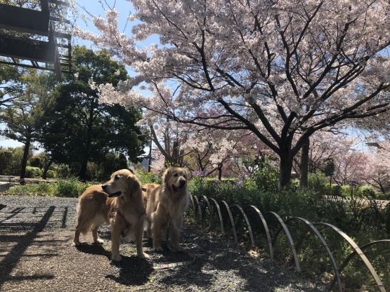 やっと来れました♪　春の思い出の場所_b0127531_18321223.jpg