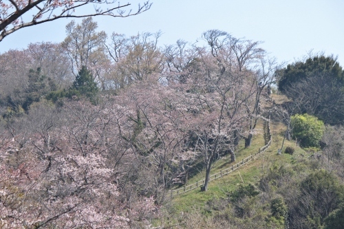 お花見登山③頂上へ_a0345833_22035802.jpg