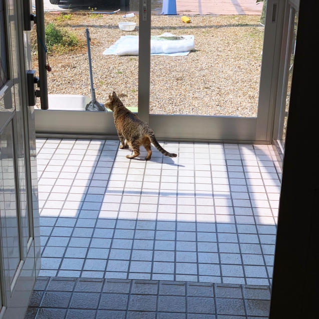 初めての猫玄関_d0355333_21382572.jpg