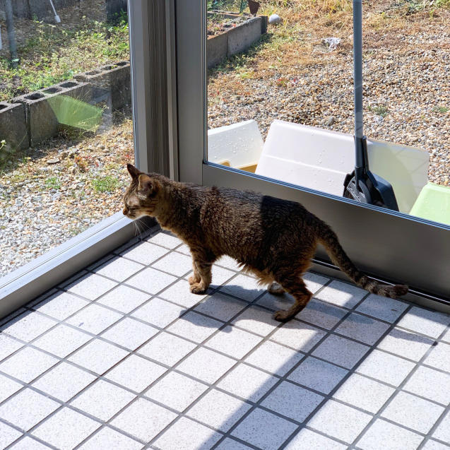 初めての猫玄関_d0355333_21383043.jpg