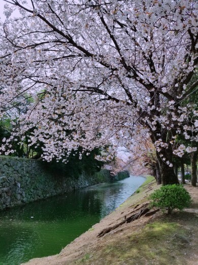 桜_d0227234_08515411.jpg