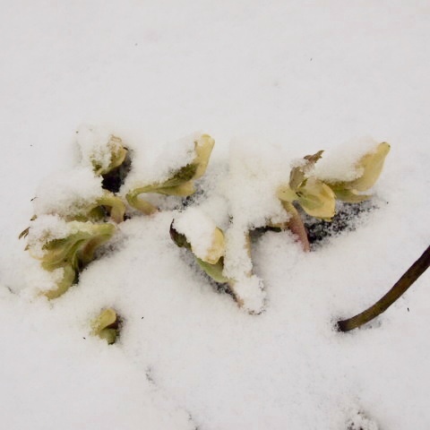 a0329935_07441103.jpeg