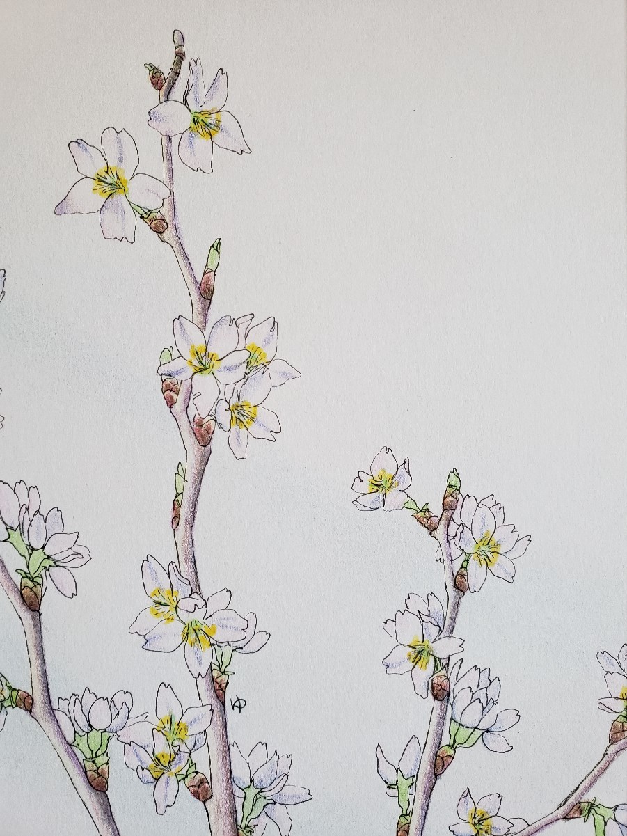 イラスト 啓翁桜 すまいるらいふ I Love Your Smile