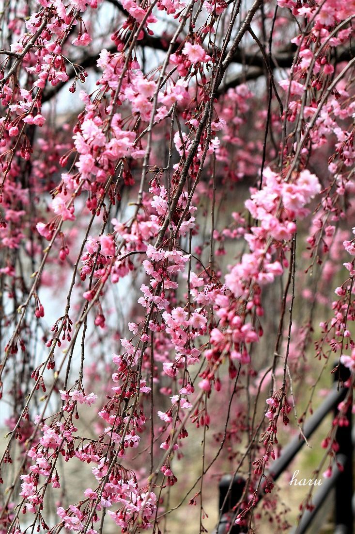 高橋川で花見_f0297537_13034270.jpg