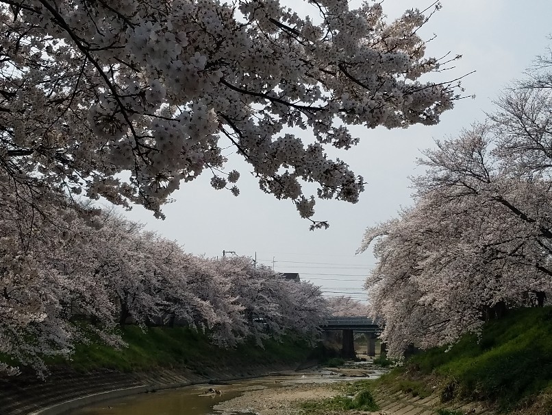 橿原の桜_f0330437_07334532.jpg