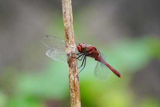 ミラーレス・クラッシックス（16) SONY α6000_c0032138_19574485.jpg