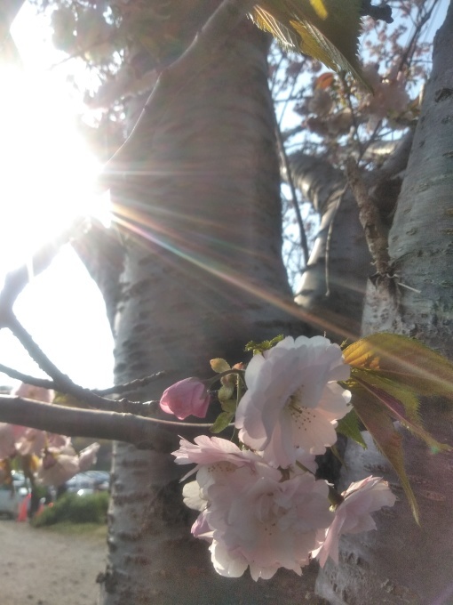 桜♪さーくらー♪_e0195743_15051832.jpg