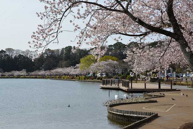 千波湖の桜 19 みとぶら