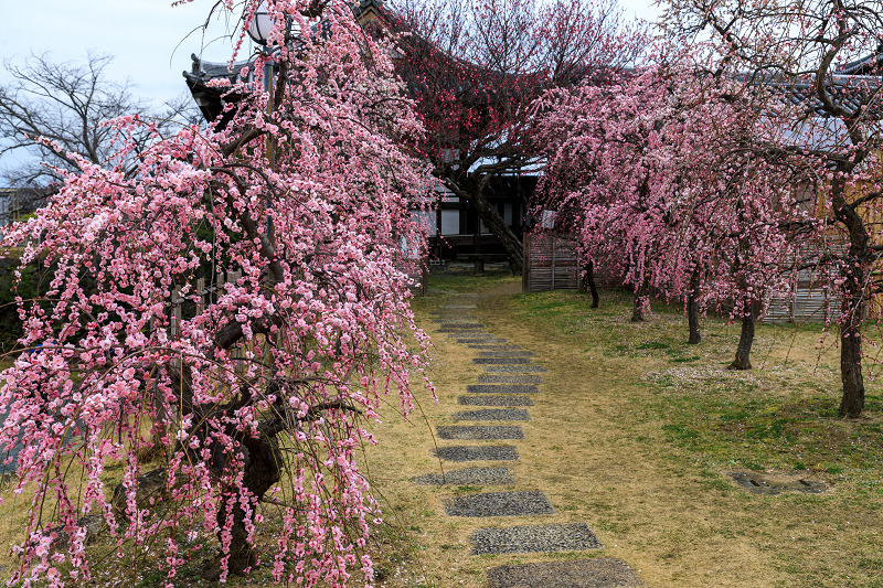 郡山城跡のしだれ梅と盆梅展（大和郡山市）_f0155048_23514095.jpg