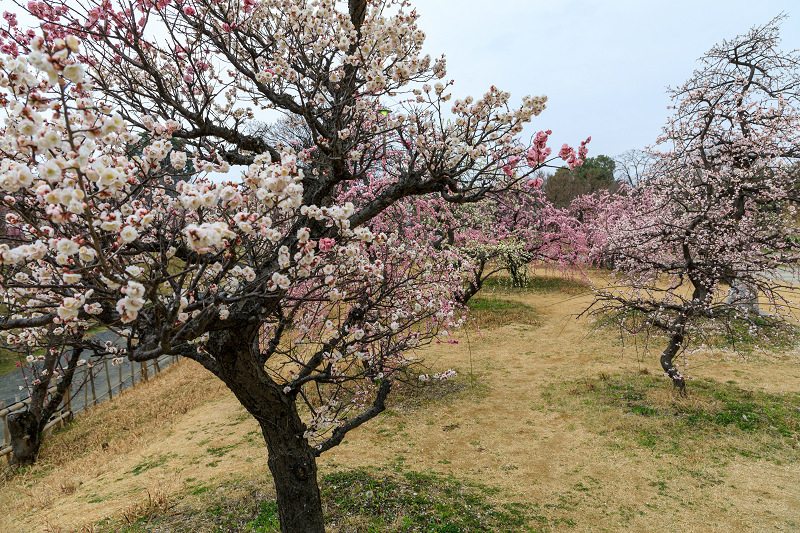 郡山城跡のしだれ梅と盆梅展（大和郡山市）_f0155048_23521895.jpg