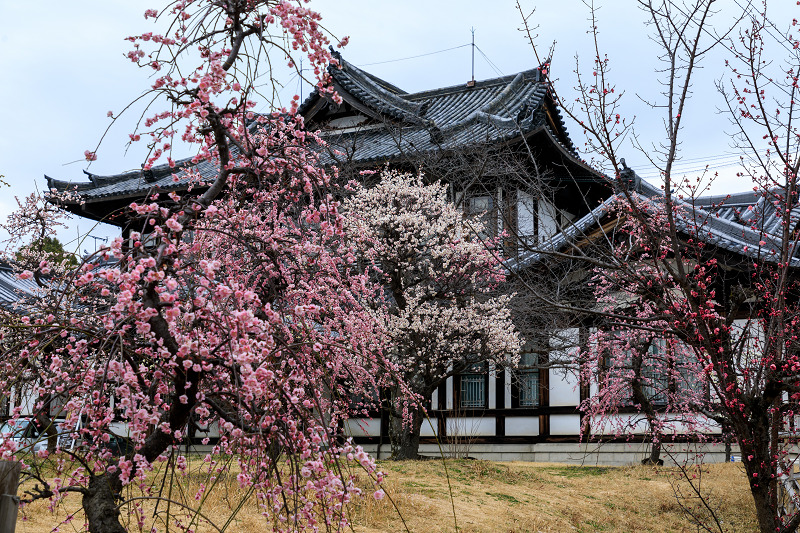 郡山城跡のしだれ梅と盆梅展（大和郡山市）_f0155048_23563218.jpg