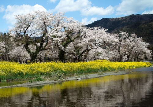 余呉川の菜の花と桜・・・リベンジ「長浜くらしノート展」と須賀谷温泉_d0005250_1931519.jpg