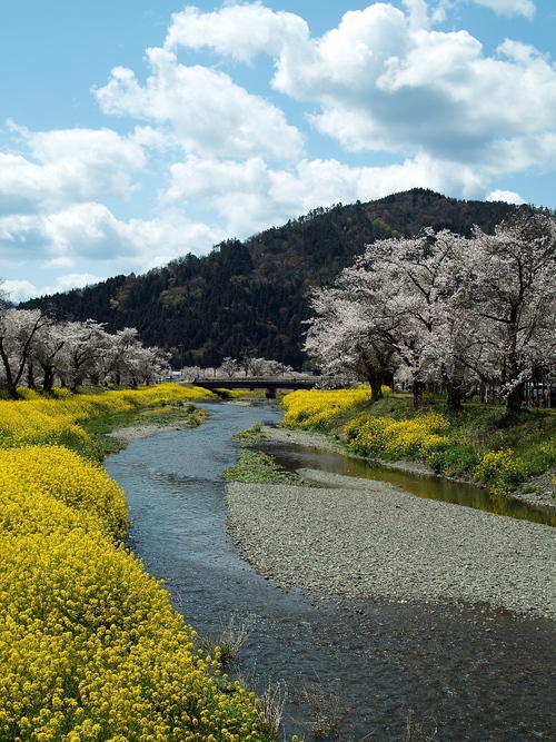 余呉川の菜の花と桜・・・リベンジ「長浜くらしノート展」と須賀谷温泉_d0005250_1933326.jpg