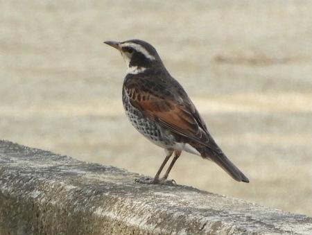e0172950_20191310.jpg