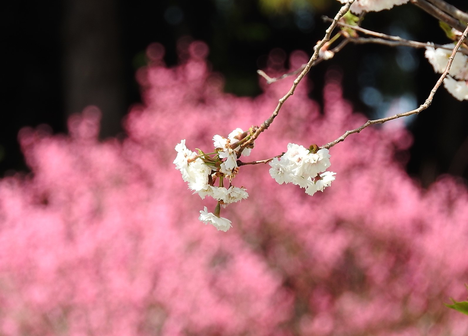 それぞれの花びら_e0406450_20272913.jpg