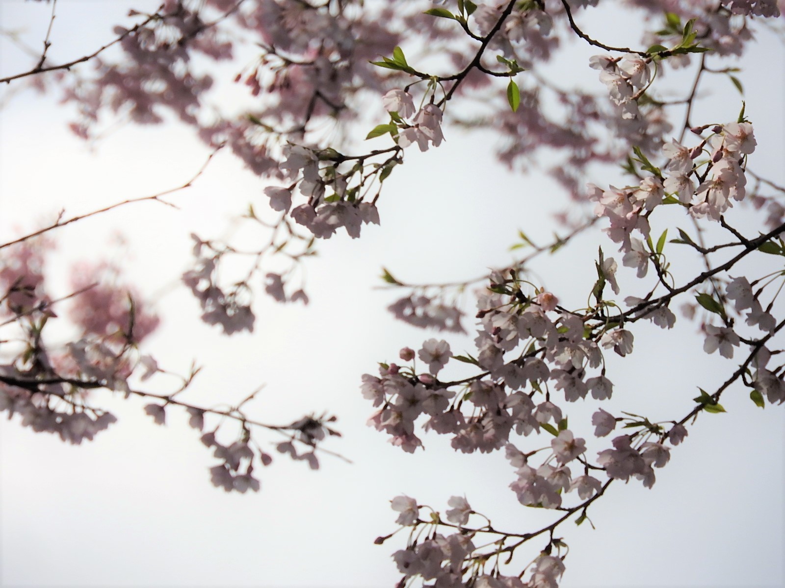 それぞれの花びら_e0406450_20275959.jpg