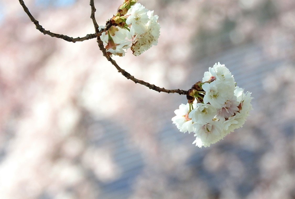 それぞれの花びら_e0406450_20283310.jpg