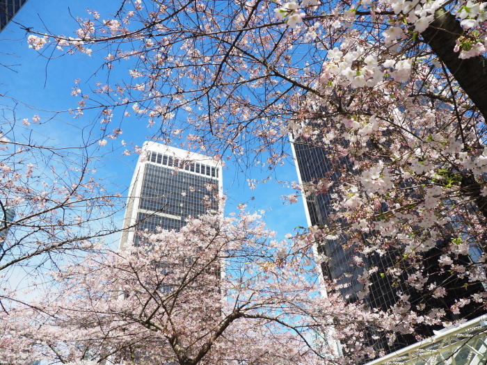 桜と高層ビルはよく似合うーダウンタウンバンクーバー_f0287251_11183718.jpg