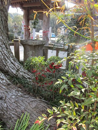 ４月６日 土 第１４番札所 常楽寺 じょうらくじ ごまめのつぶやき