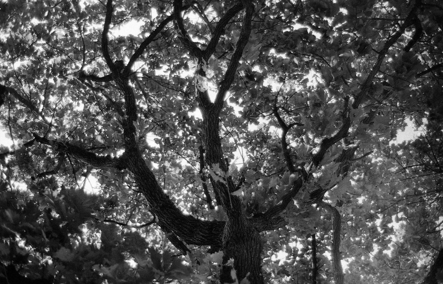 e0100152_20011025.jpg