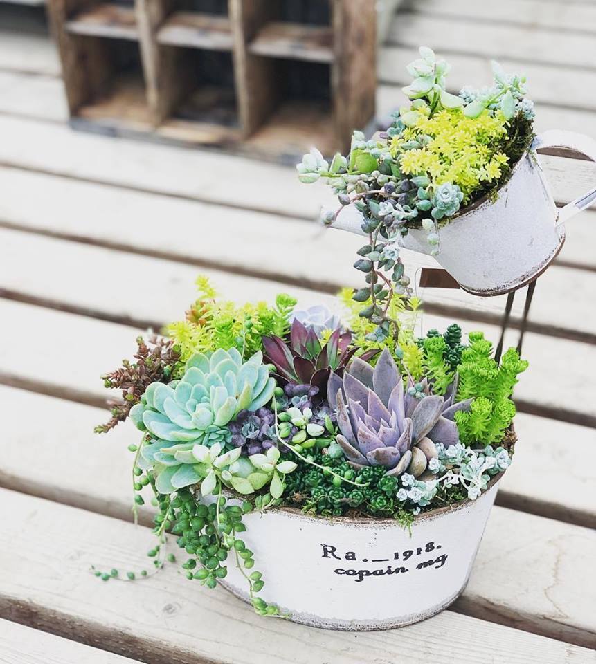 多肉植物 寄せ植え 2段 (多肉植物箱庭寄せ植えsmall | アトリエ 多肉植物 寄せ植え 2段 (多肉植物箱庭寄せ植えsmall | アトリエ