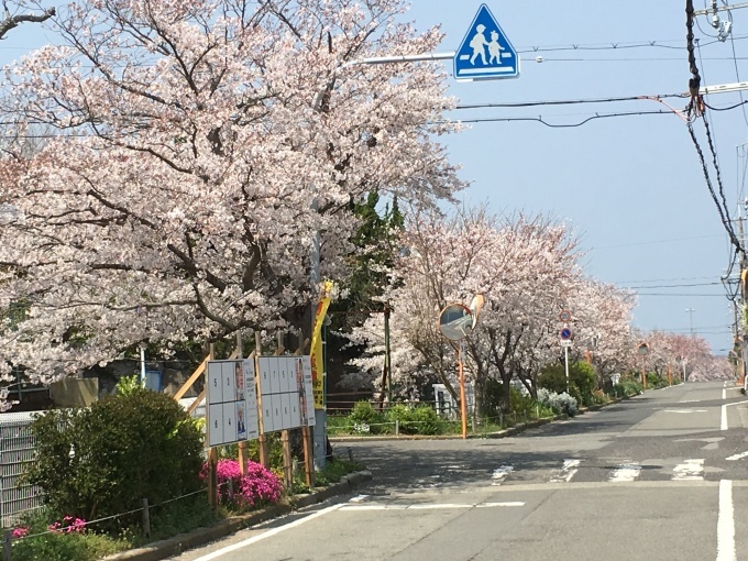 桜の道は登校路_d0087054_18272330.jpg