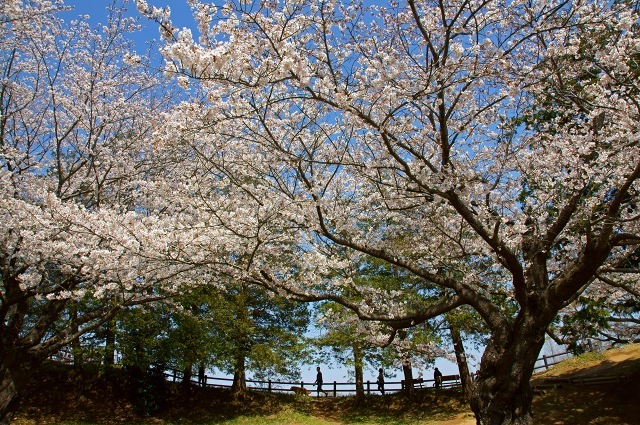 あけぼの山農業公園の桜_c0069055_09154281.jpg