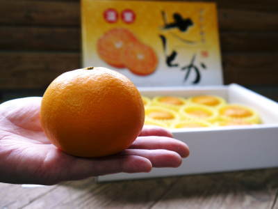 究極の柑橘「せとか」　平成31年度発送分いよいよ残りわずか!!＆まもなく始まる匠の選定作業！_a0254656_16340263.jpg