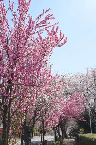 桜疲れ_a0311165_11085528.jpg