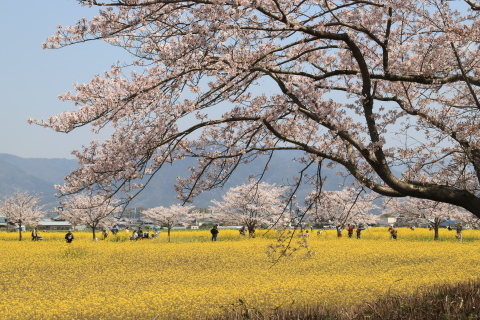 さくら＆菜の花_e0364667_15203186.jpg