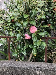初めてお見合いされる方へ_b0351169_00030878.jpg