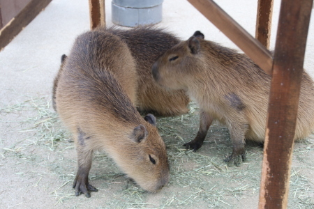 カピバラ三兄弟の名前はアイスクリーム 山とpanda
