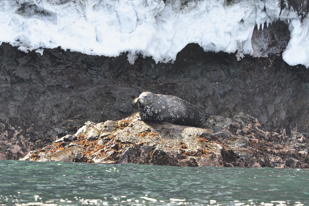 ゼニガタアザラシ_e0340170_23361604.jpg