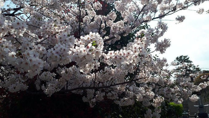 花見in青山霊園ついでに墓マイラー、ちょっと歴史資料、万葉集まがい、浜辺黒人について2019/4/3-8twitterまとめ_b0116271_19222968.jpg