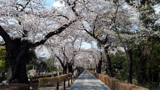花見in青山霊園ついでに墓マイラー、ちょっと歴史資料、万葉集まがい、浜辺黒人について2019/4/3-8twitterまとめ_b0116271_19224805.jpg