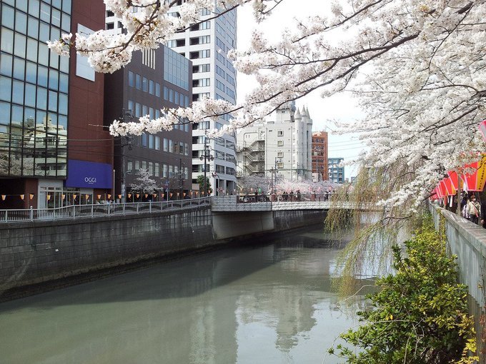 花見in青山霊園ついでに墓マイラー、ちょっと歴史資料、万葉集まがい、浜辺黒人について2019/4/3-8twitterまとめ_b0116271_20094059.jpg