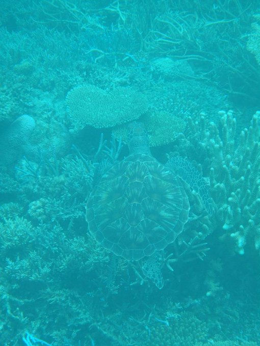 花見in青山霊園ついでに墓マイラー、ちょっと歴史資料、万葉集まがい、浜辺黒人について2019/4/3-8twitterまとめ_b0116271_20123124.jpg