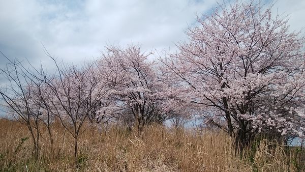 b0161371_14125355.jpg