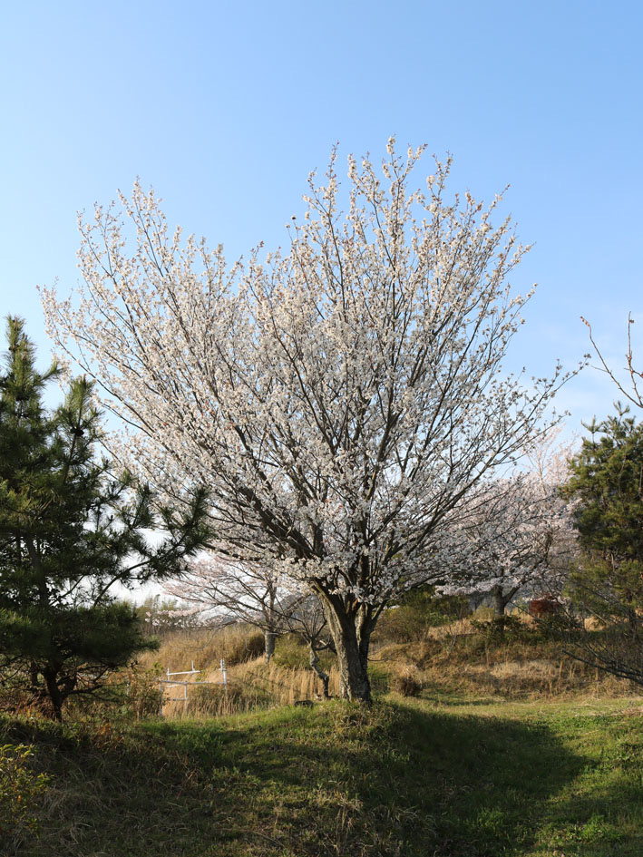 桜だより⑥ 〜満開の桜その２〜_c0334574_10310807.jpg