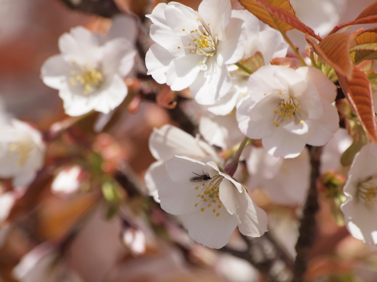 『揖斐二度桜(いびにどざくら)』_d0054276_20291866.jpg