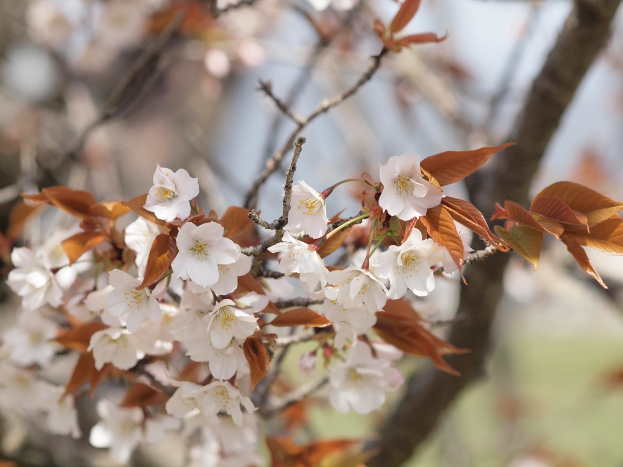 『揖斐二度桜(いびにどざくら)』_d0054276_20305442.jpg