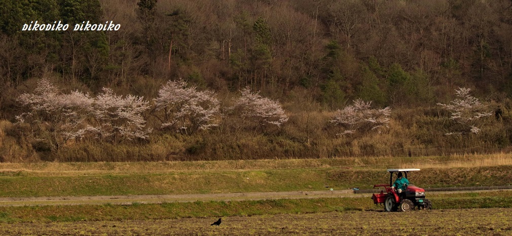 桜と里山_e0353681_15330433.jpg